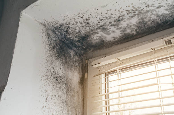 Affordable Hvac And Air Duct Mold Remediation solutions in Burlington, NC